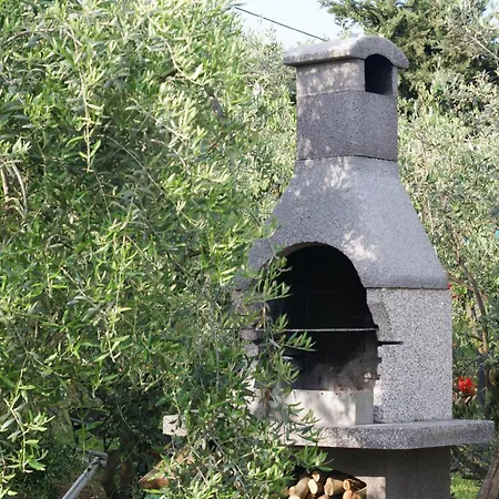 Leccino E Moraiolo *