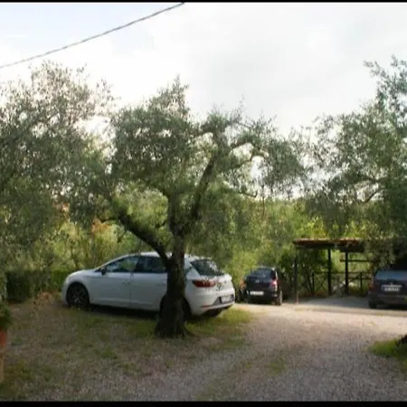 Leccino E Moraiolo Siena